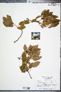 Berchemia scandens image