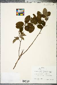 Berchemia scandens image