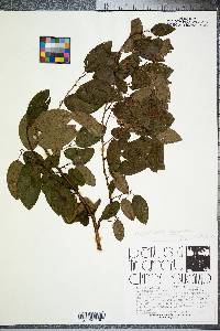 Berchemia scandens image