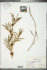 Agrimonia parviflora image