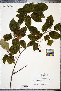 Amelanchier laevis image