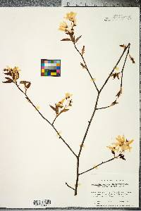 Amelanchier laevis image