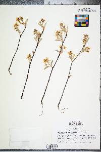 Amelanchier canadensis image