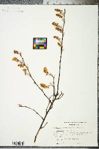 Amelanchier canadensis image