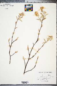 Amelanchier canadensis image