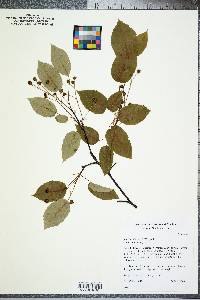 Amelanchier laevis image