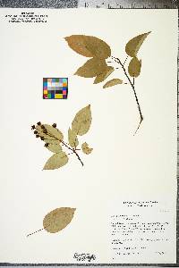 Amelanchier laevis image