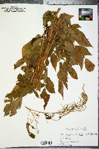 Aruncus dioicus image