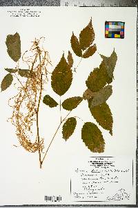 Aruncus dioicus image