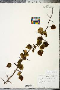 Crataegus iracunda image