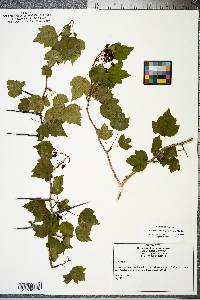 Crataegus phaenopyrum image