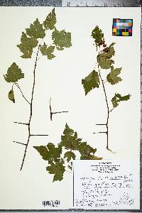 Crataegus phaenopyrum image