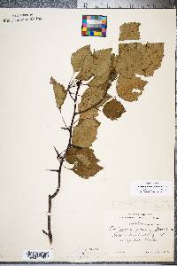 Crataegus pruinosa image