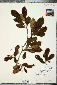 Crataegus punctata image