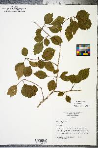 Crataegus viridis image