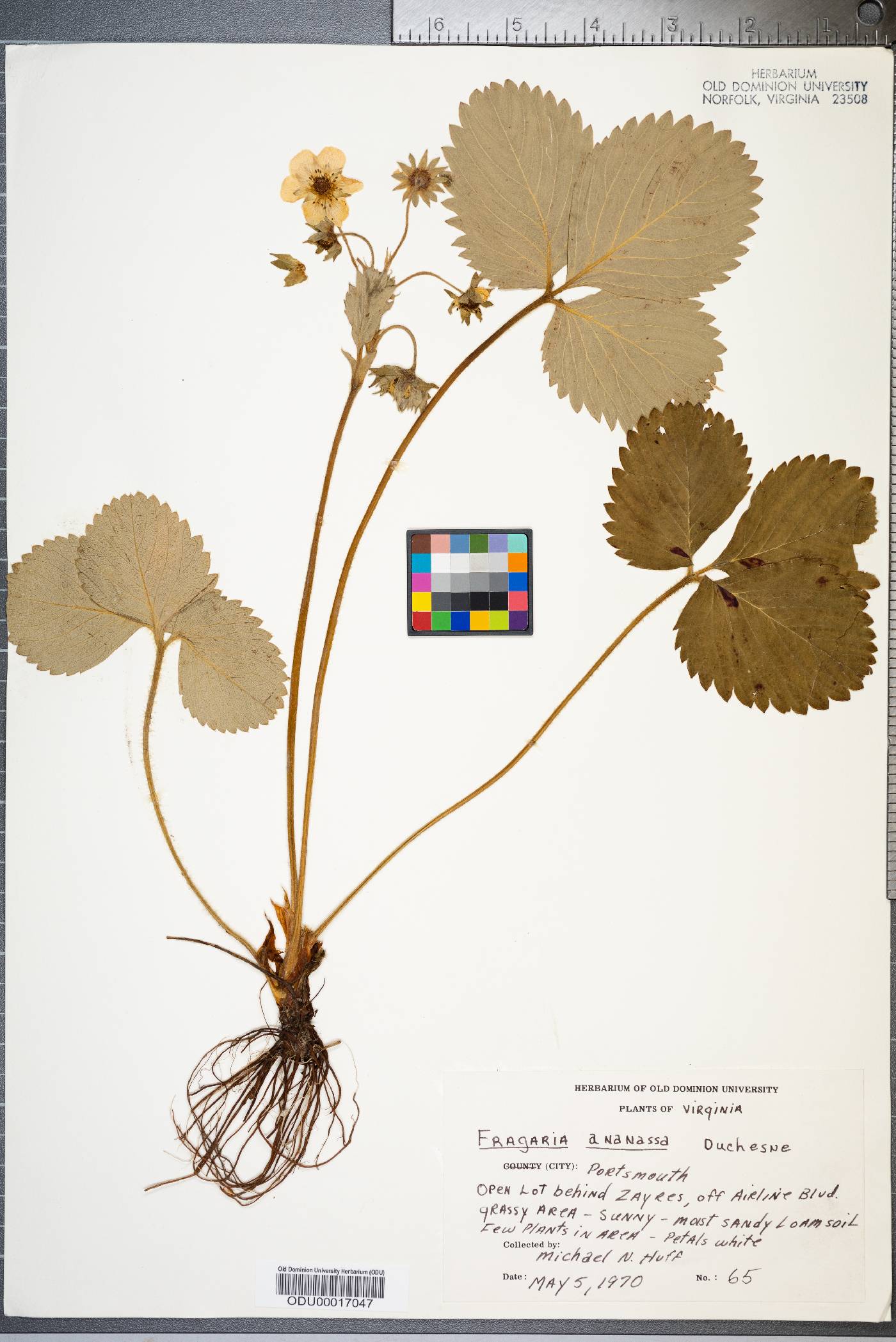 Fragaria ananassa image