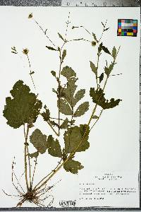 Geum virginianum image