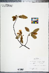 Malus angustifolia image