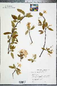 Malus angustifolia image