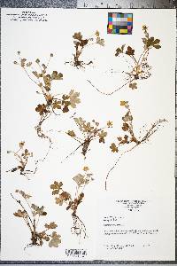 Potentilla canadensis image