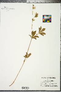 Potentilla canadensis image