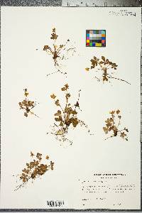 Potentilla canadensis image