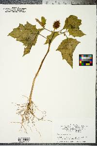 Datura stramonium image