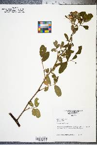 Rosa palustris image