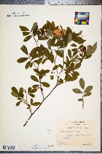 Rosa palustris image