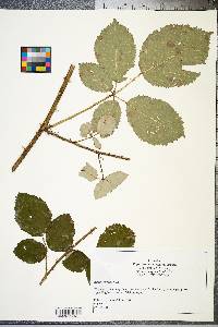 Rubus bifrons image