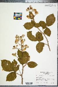 Rubus bifrons image