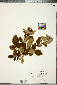 Rubus cuneifolius image