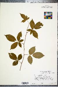 Rubus cuneifolius image