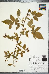 Rubus cuneifolius image