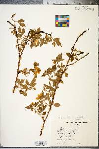 Rubus flagellaris image