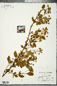 Rubus flagellaris image