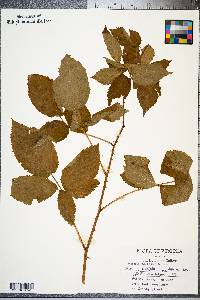 Rubus flagellaris image