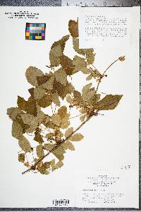 Rubus flagellaris image