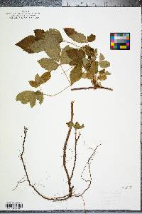 Rubus flagellaris image