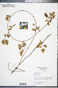 Rubus flagellaris image