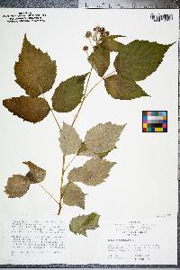 Rubus occidentalis image