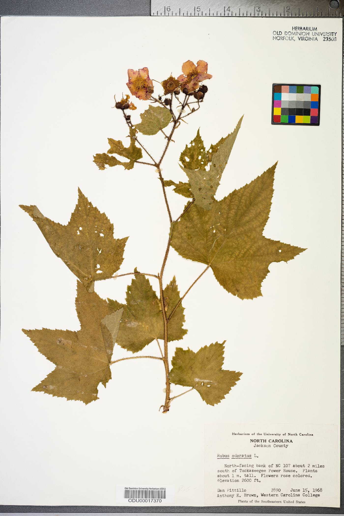 Rubus odoratus image