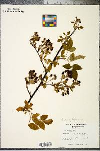 Rubus pensilvanicus image