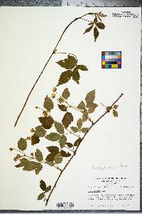 Rubus pensilvanicus image