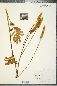 Sanguisorba canadensis image