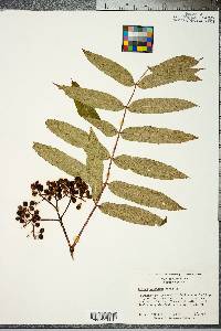 Sorbus americana image