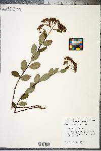 Spiraea betulifolia image