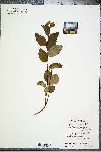 Spiraea betulifolia image