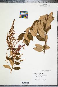 Spiraea tomentosa image