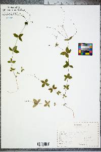 Galium circaezans image